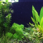 植栽から13日目（トリミング直後）　カボンバ